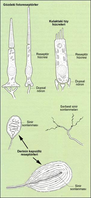Reseptörler duyarlı oldukları uyarana göre farklı yapılarda olabilir" Örneğin derideki kapsüllü reseptörler deri üzerine uygulanan çok küçük basınçlarda