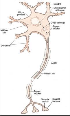 Nöronlar Sinir sisteminin temel işlevsel hücreleridir" Vücudun diğer hücrelerine benzer şekilde nukleus, endoplazmik retikulum, golgi cisimciği gibi organelleri içerirler" Hücre gövdesi üzerinde