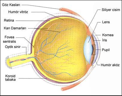 Görmeyi sağlayan organ gözdür" Göz işlevsel olarak başlıca iki kısımdan oluşur:" Görüntünün retinaya düşmesini sağlayan optik kısım" Göze gelen ışınların reseptörlerce algılanarak sinir sinyallerine