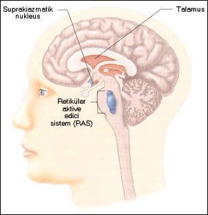 Uyanıklık durumunu belirleyen başlıca Suprakiazmatik nukleus: Vücudun iç saati olarak da adlandırılır" Retiküler aktive edici sistem (RAS): Duysal sistem tarafından