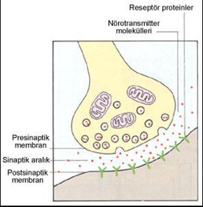 SİNAPS İki sinir hücresi arasındaki kavşağa SİNAPS adı verilir" Nörotransmitter sinaps aralığına salgılanır ve diğer nöronu etkiler" Nörotransmitter salgılayan nörona PRESİNAPTİK (sinaps öncesi)