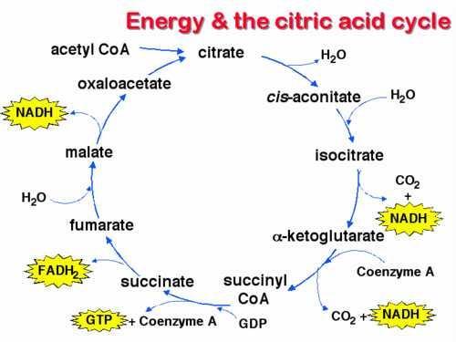 Trikarboksilik (Sitrik) Asit Döngüsü Sitoplazmada glikolizde 1 glikozdan 4-2=2 ATP ve 2 NADH+H + Mitokondride; 2 pirüvat > 2 Asetil koa = 2 NADH+H + 2 Asetil koa > TCA döngüsü > 6 NADH+H + + 2 FADH2