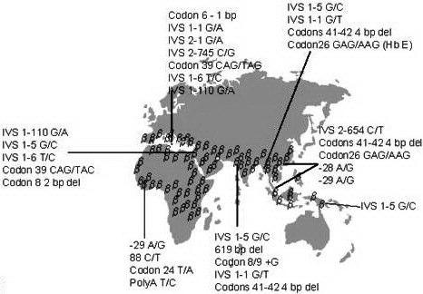 16 Asya Ülkelerini de içine alan bir kuşak tarzında yayılma gösterir (15). β-talasemili hastalarda, β-globin geninin 200 den fazla farklı mutasyonu tanımlanmıştır.