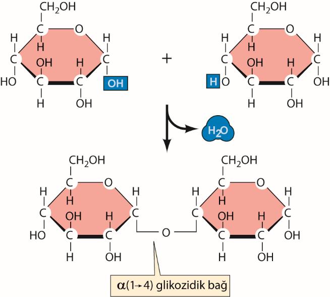 Glikozidik Bağın Oluşumu 2 basit şeker, dehidrasyon reaksiyonu ile birleşir.