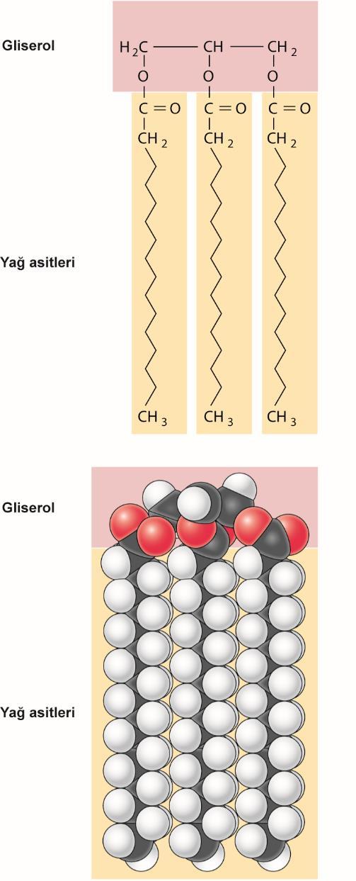 Triaçilgliserollerin yapısı Triaçilgliseroller (yağlar) gliserole bağlanmış üç adet yağ asitini içerir.