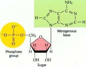 NÜKLEİK ASİTLER DNA ve RNA Hücrenin temel bilgi molekülleri olan Nükleotid polimerleridir; (nükleotidler, fosforillenmiş şekerlere bağlı pürin ve pirimidin bazlarından oluşur) Bazlar
