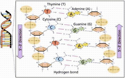 DNA Deoksiribonükleik asit (DNA), ökaryotik hücrelerde nükleusta yerleşim gösteren genetik materyali oluşturur. 2 adet pürin (adenin ve guanin) ve 2 adet pirimidin (sitozin ve timin) içerir.