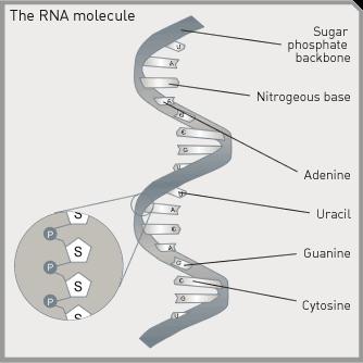 RNA RNA; adenin, guanin ve sitozine ek olarak timin yerine urasil içerir. Değişik ribonükteik asit (RNA) türleri bir dizi hücresel etkinliğe katılmaktadır.