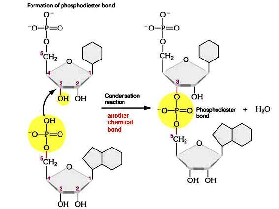 Nükleotidlerin nükleik asitleri oluşturmak üzere polimerleşmesi Bir nükleotidin 5' fosfatı ile, diğerinin 3 hidroksil grubu arasında fosfodiester bağları oluşur Zincirin bir ucu 5'