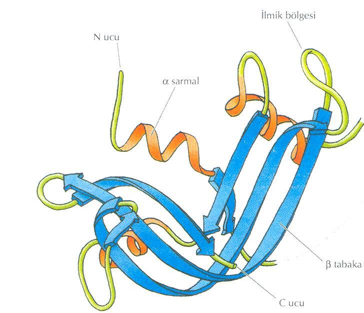 Tersiyer Üçüncül Yapı Polipeptidin primer yapısının değişik bölgelerindeki amino asiterin yan zincirlerinin birbirleri ile etkileşimi sonucunda katlanması ile oluşur.
