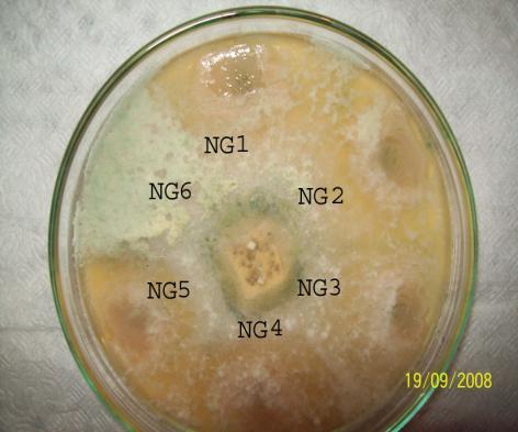 Trichoderma sp. suşlarının hassas olduğu Bacillus sp. suşları tespit edilmiştir. Bu Bacillus sp.