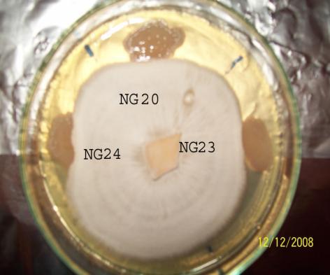 lucidum ve Bacillus NG 10,12,15,16 suşlarının 20,23,24 suşlarının karşılıklı ekimine ait karşılıklı ekimine ait bulgular bulgular Araştırmamızda ekimlere ait petri kutusu görüntülerinin dikkatle