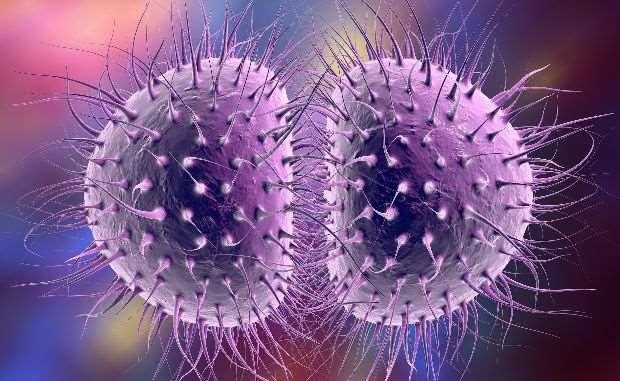 İNVAZİV MENİNGOKOK ENFEKSİYONLARI Neisseria meningitidis Gram negatif diplokok bakteri Polisakarit kapsülüne göre en az 12 serotip En sık