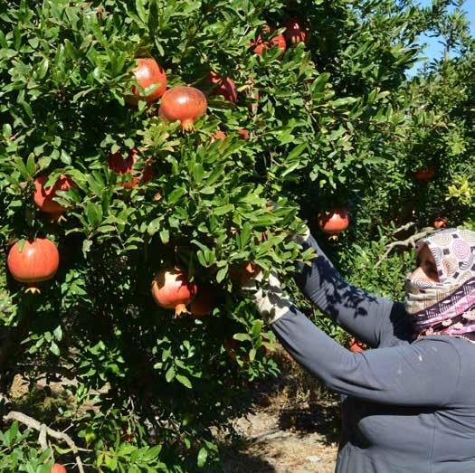 6 23 Mart 2018 Cuma Ortacalı üreticiye 9 BUÇUK MİLYON Tür ki ye nin önem li ta rım böl ge le rinden Or ta ca da üre ti ci ye yö ne lik Gı da Ta rım ve Hay van cı lık Ba kan lı ğın ca ya pı lan hi be