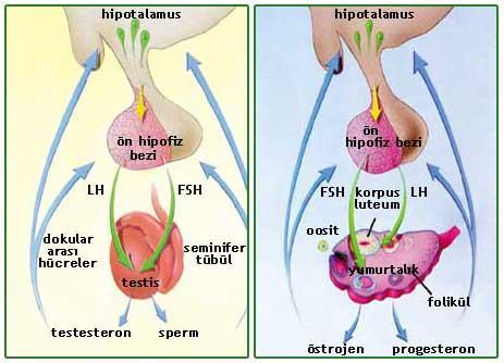 Testosteron, fötusta ve büyüme çağındaki erkek hayvanlarda üreme kanalı ve eklenti bezlerinin gelişiminden sorumludur. Spermatogenezi uyarır.