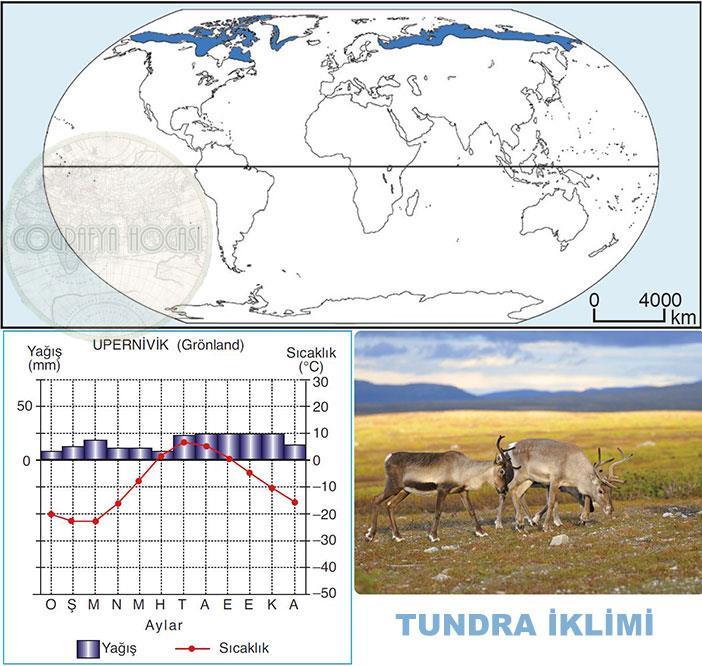 C. SOĞUK İKLİMLER 1- Tundra İklimi (Kutup altı İklimi): Genel olarak, 60-70 enlemleri arasında yer almaktadır. Sıcaklık yıl süresince çok düşükür. En sıcak ay ortalaması 10 C nin altındadır.
