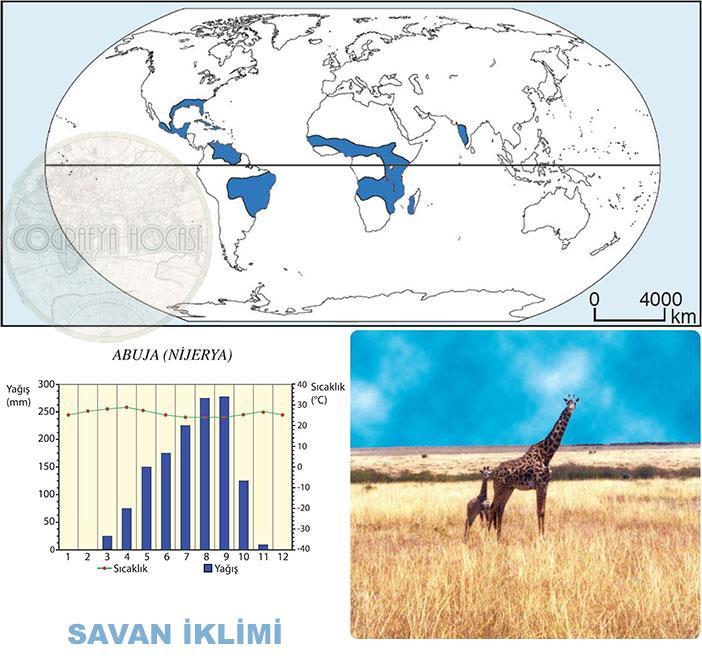 Görüldüğü alanlar,güney Amerika da Amazon Havzası, Afrika da Kongo Havzası,Gine Körfezi kıyıları, Endonezya,Filipinler ve Malezya nın büyük bir bölümünde etkili olmaktadır.