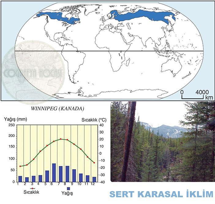 3- Orta Kuşak Karasal İklim: Genel olarak, 40 60 enlemleri arasında, karaların deniz etkisinden uzak iç kısımlarında görülmektedir.