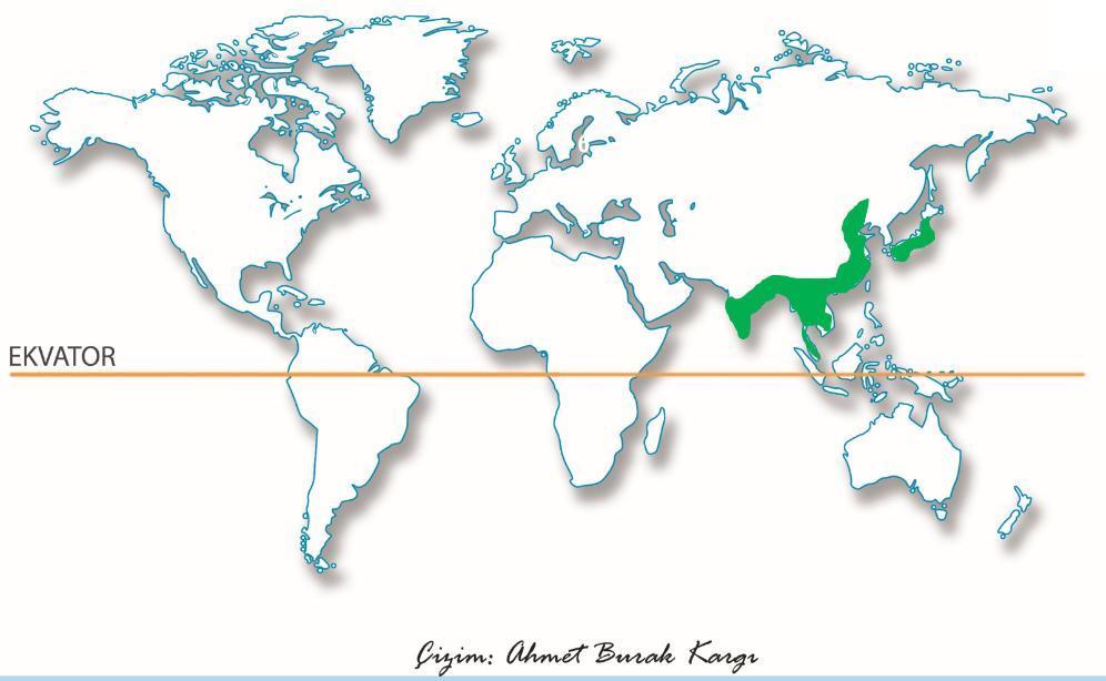 Güney Hindistan, Güney Çin, Güneydoğu Asya, Japonya ve Mançurya da görülür. Bu bölgeler, muson rüzgârlarının etkisi altındadır. Yıllık ortalama sıcaklık 15-20 C tur.