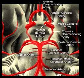 Beyin Kan Akımı Sağ ve sol karotit arterler ve
