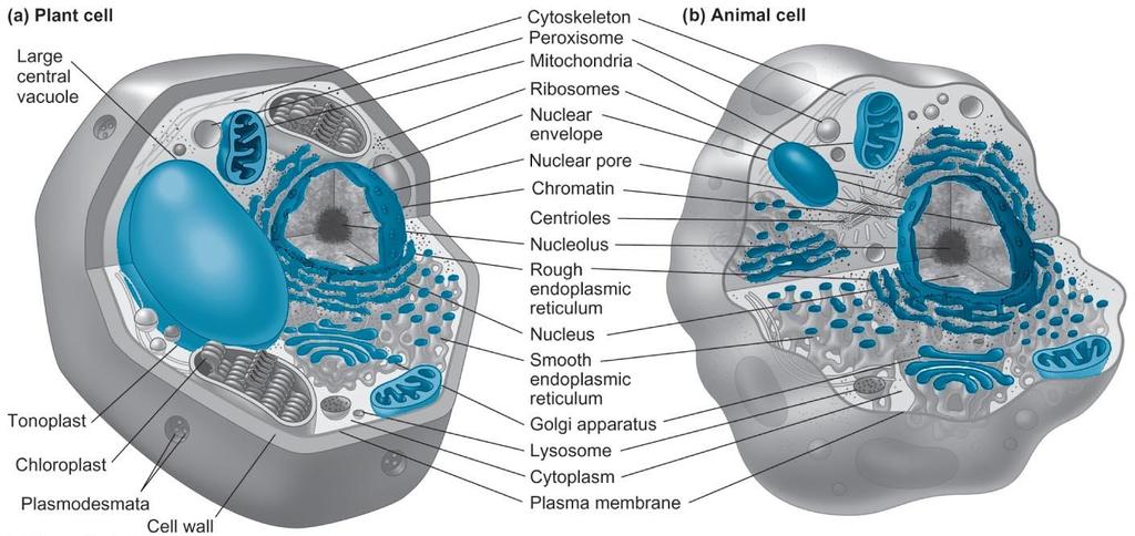 2.1 Hücre yapısı Eukaryotik hücreler