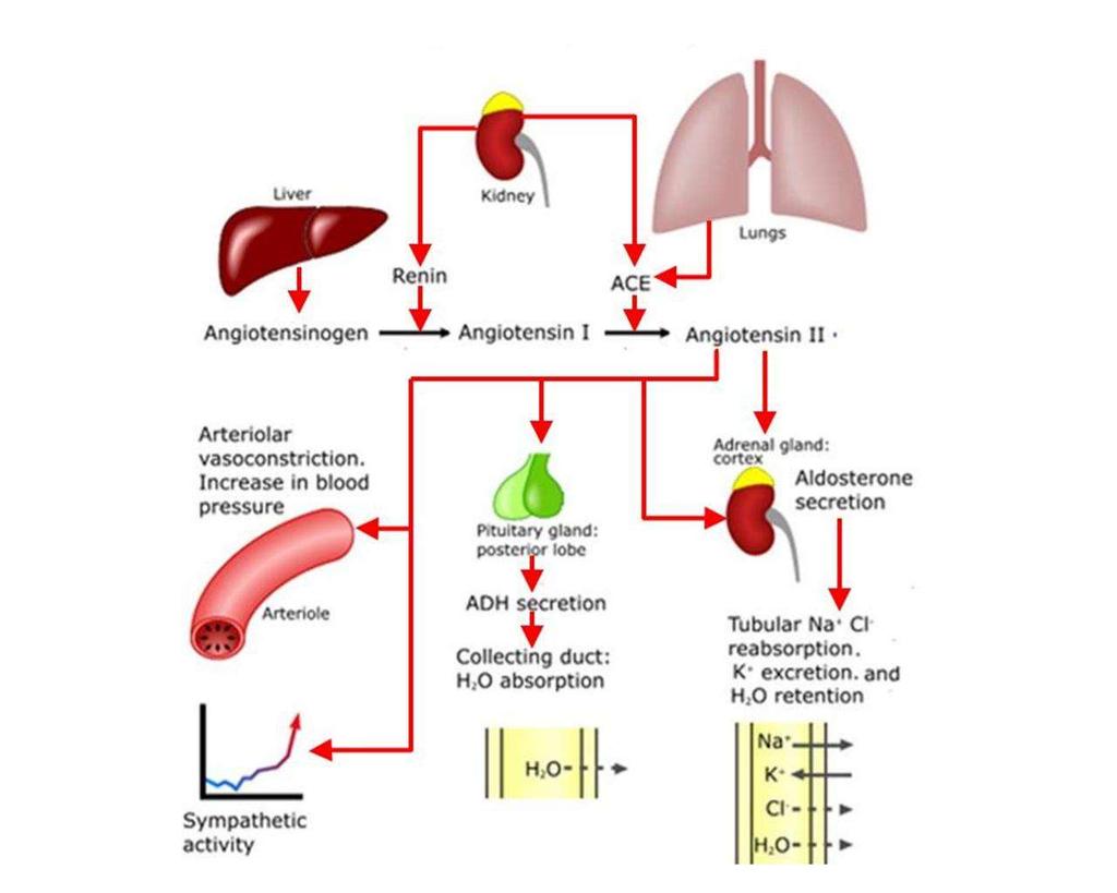 Renin-Angiotensin-Aldosterone System RAAS AT2