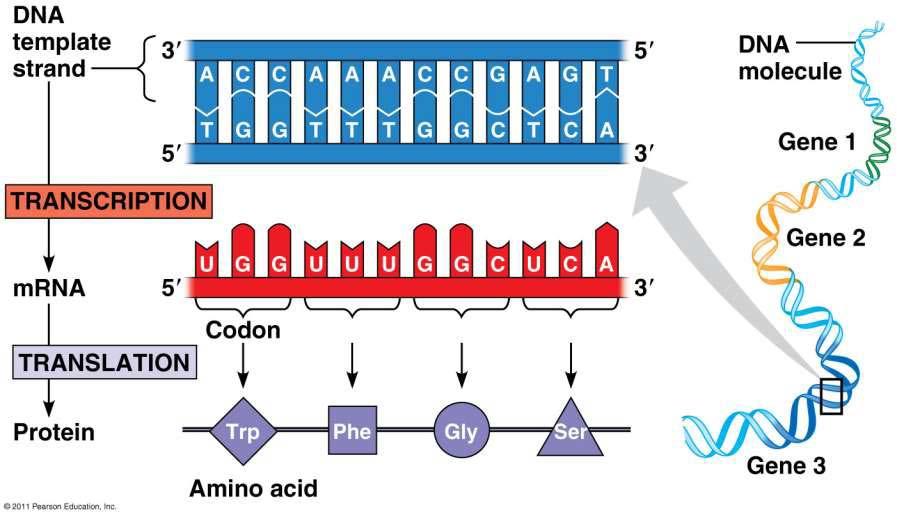 RNA biosentezi (transkripsiyon) Doç. Dr.