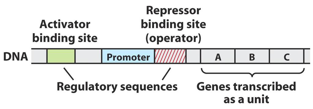 Fonksiyonlarına göre 2 tip gen vardır 1. Yapısal genler belirli proteinleri sentezlerler 2. Denetleyici genler yapısal genleri uyarır veya frenlerler.