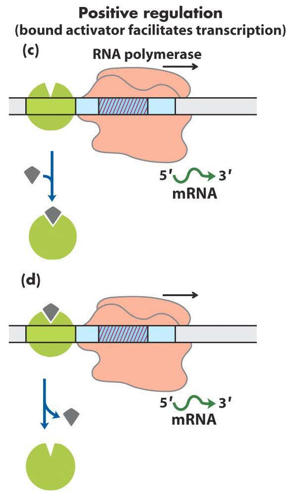 Negatif düzenleme (represör transkripsiyonu inhibe eder) Operatör Represör moleküler sinyalin yokluğunda operatöre bağlanır Pozitif düzenleme (aktivatör transkripsiyonu uyarır) RNA polimeraz