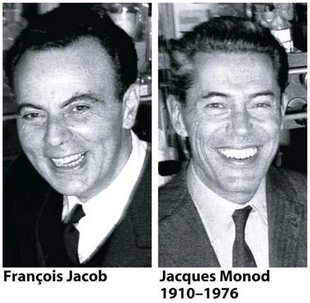 Operonun özellikleri Operon modeli, François Jacob ve Jacques Monod adındaki Fransız araştırmacıların E.