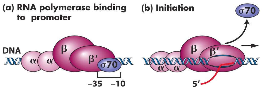 mrna zincirinin ilk 8-10 nukleotid sentezinden sonra σ faktörü