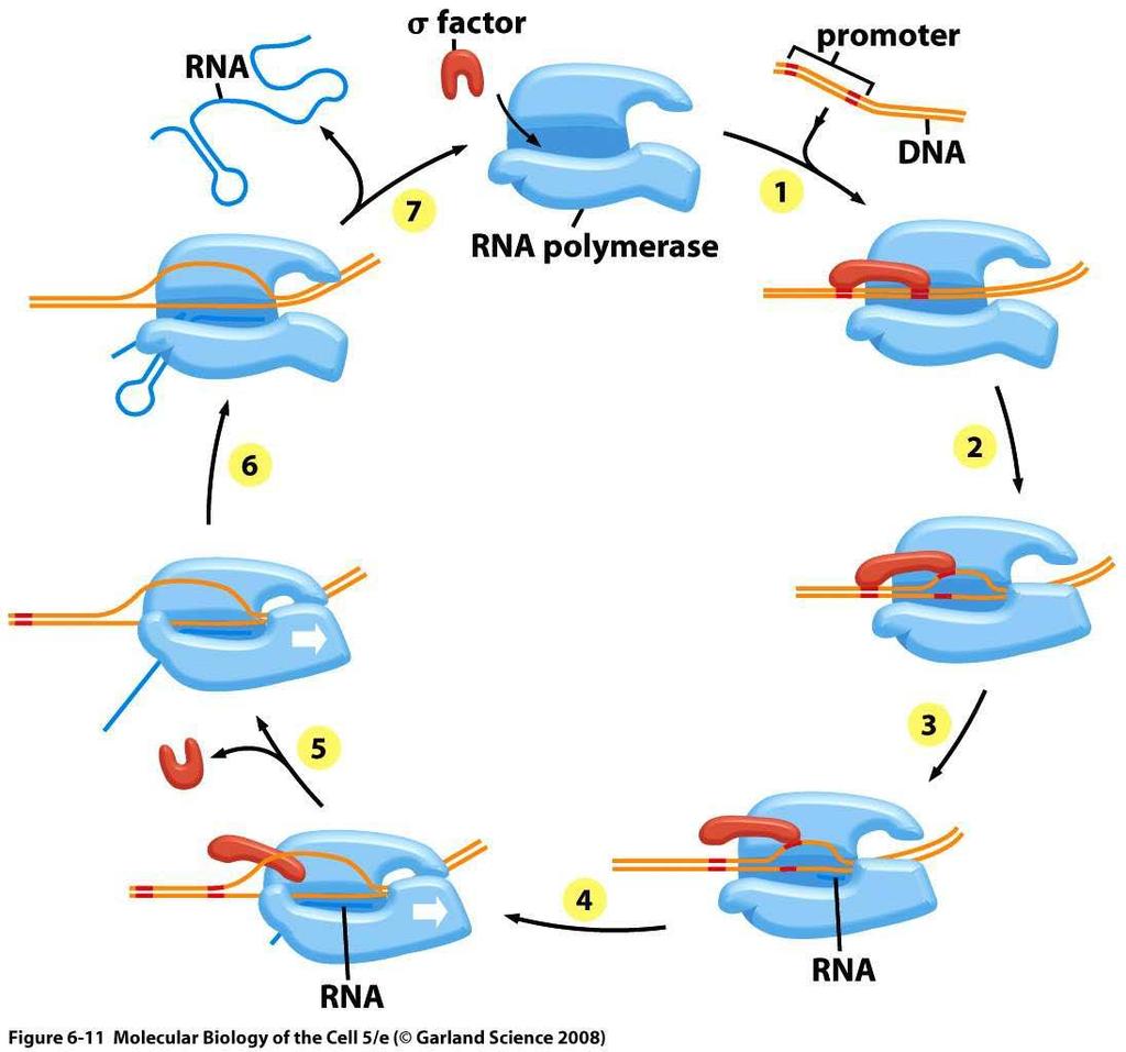 Sentezin başlaması RNA polimerazın transkripsiyona başlamasında 1. İlk basamak holoenzimin DNA daki promotöre zayıf olarak bağlanmasıdır. Böylece kapalı bir kompleks oluşur. 2.