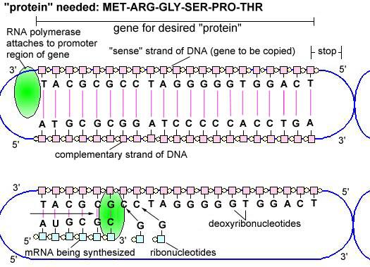 Sentezlenecek olan protein RNA polimeraz genin promotör bölgesine bağlanır Proteini