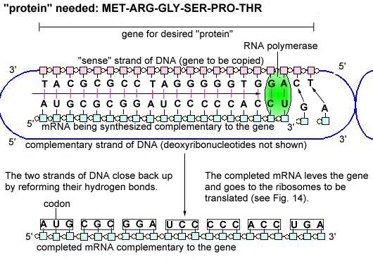 Proteini kodlayan gen Kopyalanacak gen RNA polimeraz mrna kodon