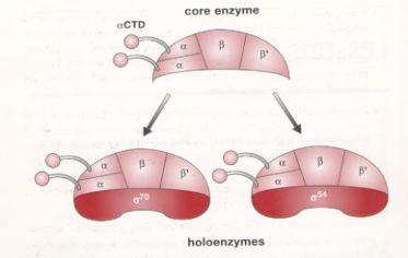 coli RNA polimerazı Çekirdek enzimin dört altbirimi vardır: α, β, β' ve ω.