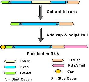 mrna nın işlenmesi - Ökaryotlarda sentezlenen RNA ların olgun ve fonksiyonel hale gelmesi.