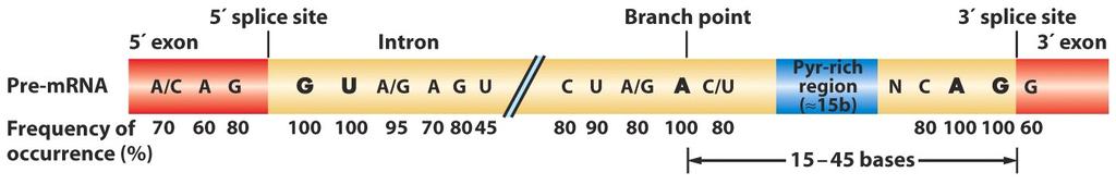 Tüm intronlar GU dizisi ile başlayıp AG dizisi ile biter. Bunlara sırası ile verici ve alıcı intron-ekzon bağlantıları denir.