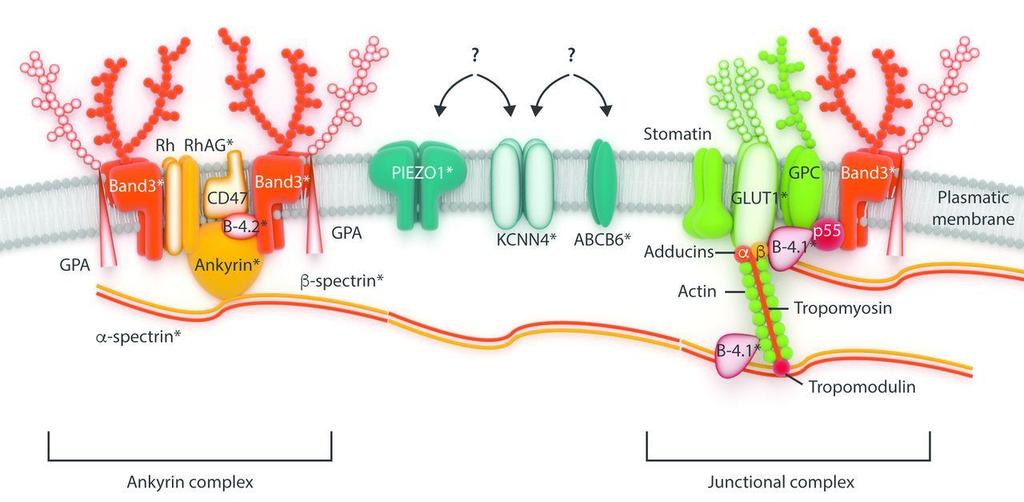 HS Gen Protein Kalıtım HS1 ANK1 Ankyrin AD HS2 SPTB Spectrinβ AD HS3 SPRA1