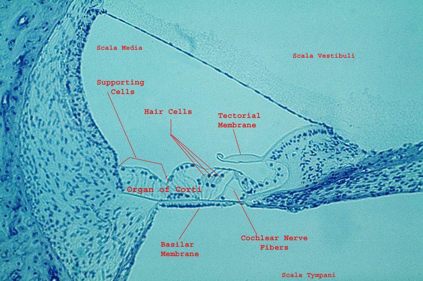 3-EKSTERNAL SPİRAL SULKUS; Korti organı hücreleri ile spiral ligament hücreleri arasında yer