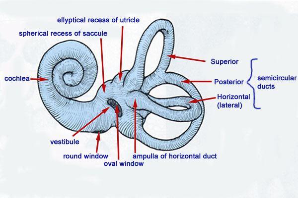 Temporal kemiğin petroz parçasında birbiriyle ilişkili boşluklarda yer alır. İki labirentten oluşmuştur: 1.