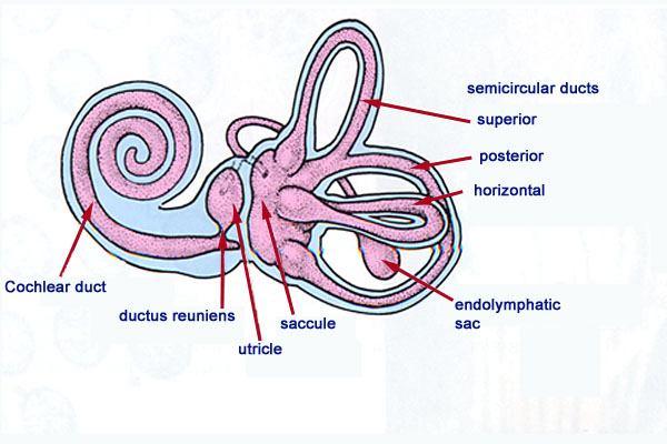 2. Membranöz labirent (Membraneous labyrinth) Epitele döşeli keseler; Utricle Saccule Endolympatic