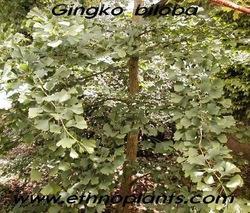 Çeşitli hastalıklarda özellikle Çin de binlerce yıldır kullanılan bir ağaç Ginko biloba ekstresi kuvvetli bir antioksidan olan flavonoid içerir Hafif de olsa antiagregan