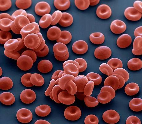 Kanın Hücreleri hematokrittir (% 45) Eritrosit Lökosit Trombosit Polimorfonükleer Nötrofil Eozinofil Bazofil Mononükleer Lenfosit Monosit Prof. Dr.