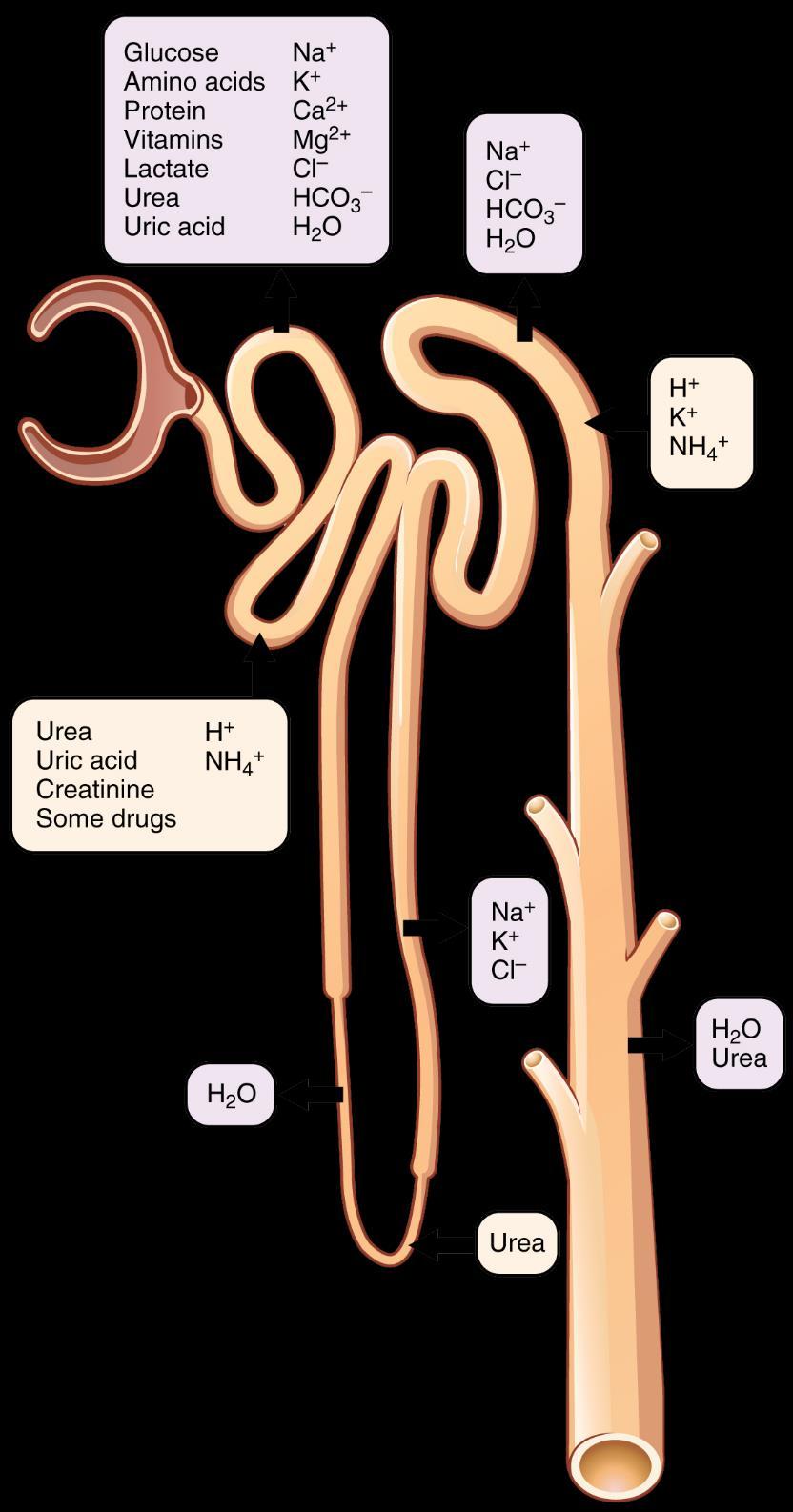 Kaynak: Wiki Su, ~%75 i pasif transport ile proksimal tubülden iyonlar ile birlikte geri emilir. İnen Henle kulpunda da geri emilir. Çıkan henle kulpu suya karşı geçirgen değildir.