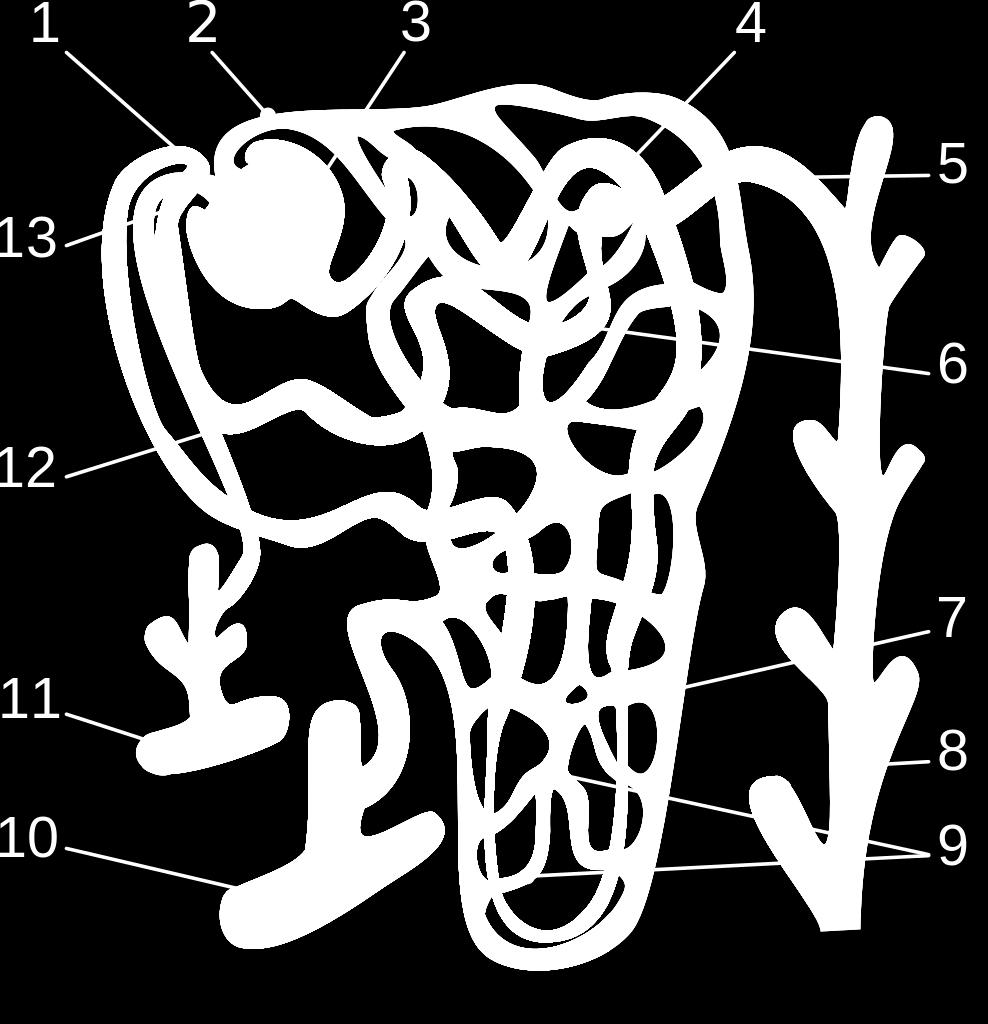 1. Glomerulus 2. Efferent arteriol 3. Bowman Kapsülü 4. Proksimal Tubül 5. Kortikal toplayıcı kanal 6. Distal Tubül 7. Henle Kulpu 8.