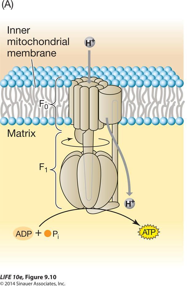 Figure 9.10 ATP nasıl üretilir?