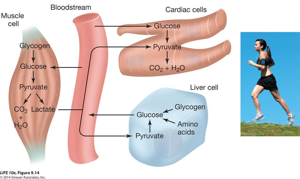 Figure 9.14 Katabolizma - anabolizma Yolaklar kan glukozu gibi moleküllerin sabit tutulabilmesi yönünde kontrol edilir.