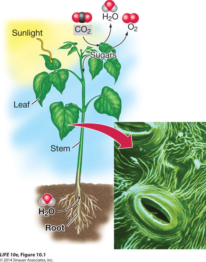 Figure 10.