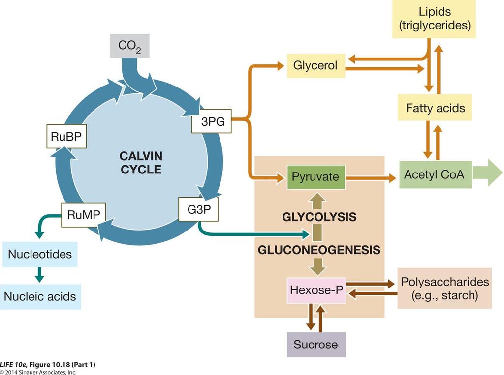 Lipidler Gliserol Yağ asitleri KALVİN DÖGÜSÜ GLİKOLİZ