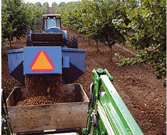 zemlju, lešnici se četkama ili mašinski formiraju u redove, a zatim se sakupljanje obavlja mašinski. Sakupljači plodova najčešće rade na principu usisivača.